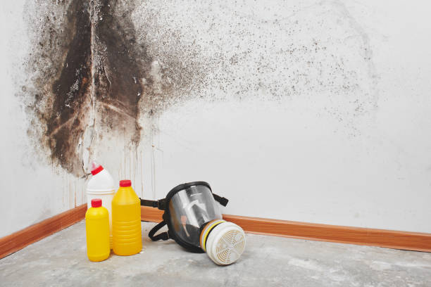 Best Attic Mold Removal  in North East, MD