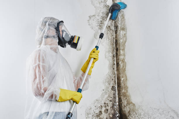 Best Toxic Mold Removal  in North East, MD