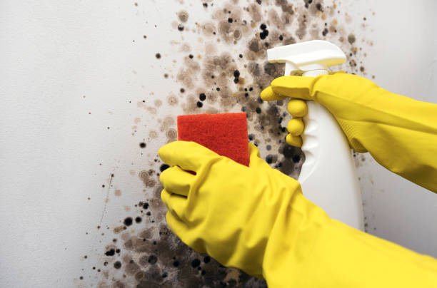 Best Certified Mold Removal  in North East, MD